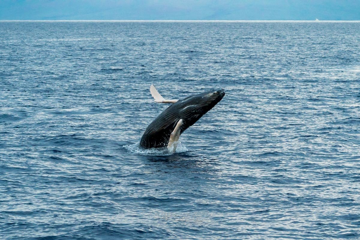 Humpback whale breaching in Maui