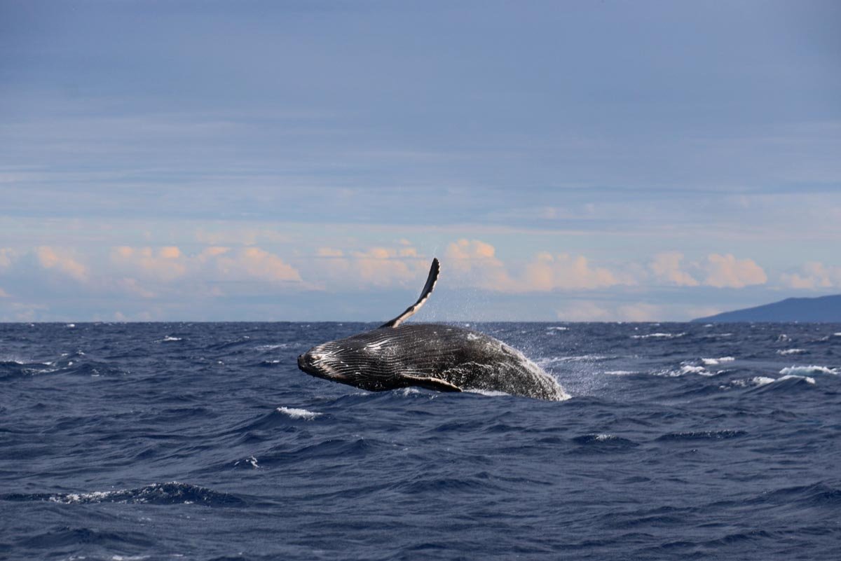 Humpback whale breaching in Maui