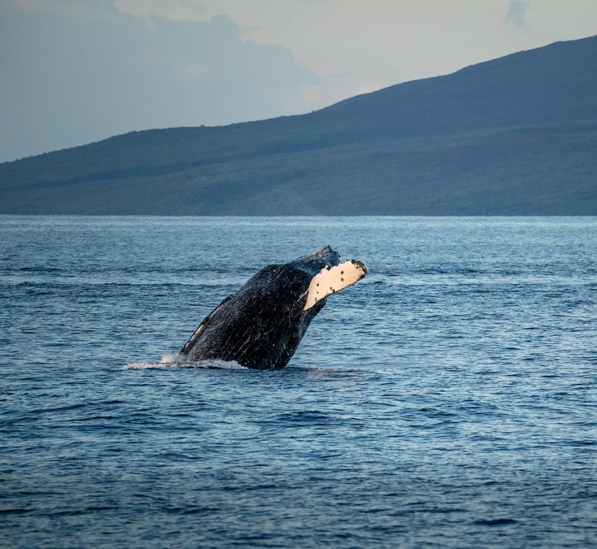 Humpback whale breaching in Auau Channel in Maui