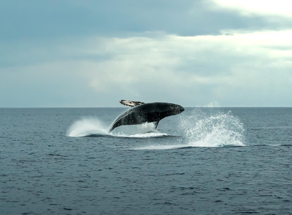 Humpback whales breaching in Auau Channel in Maui