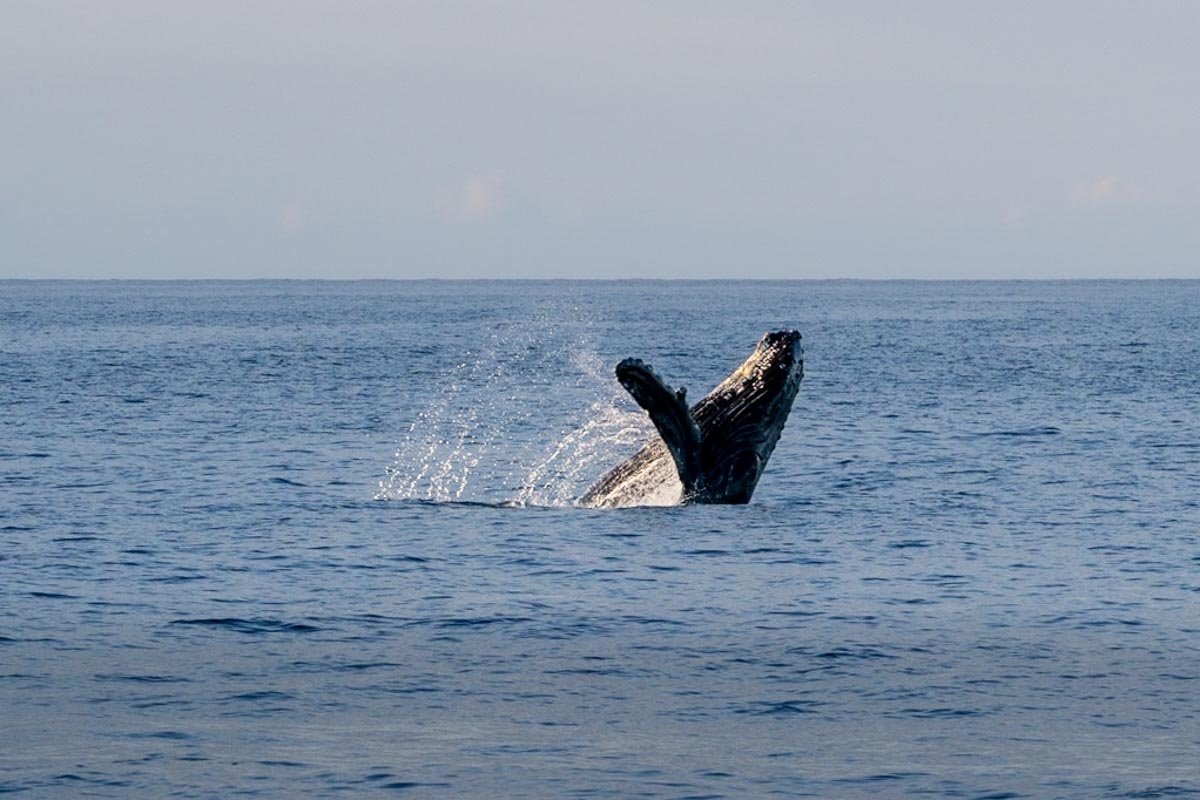 Humpback whale breaching in Auau Channel in Maui