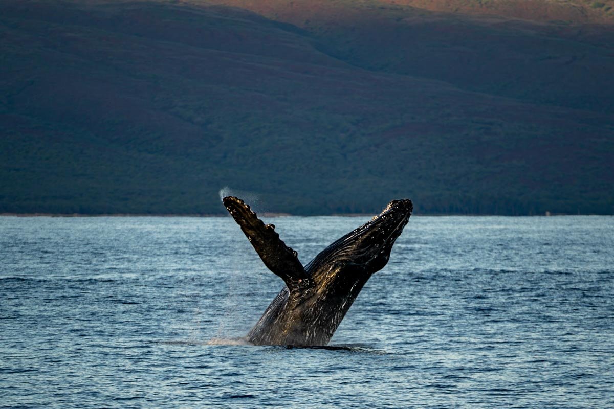 Breaching humpback whale in Maui