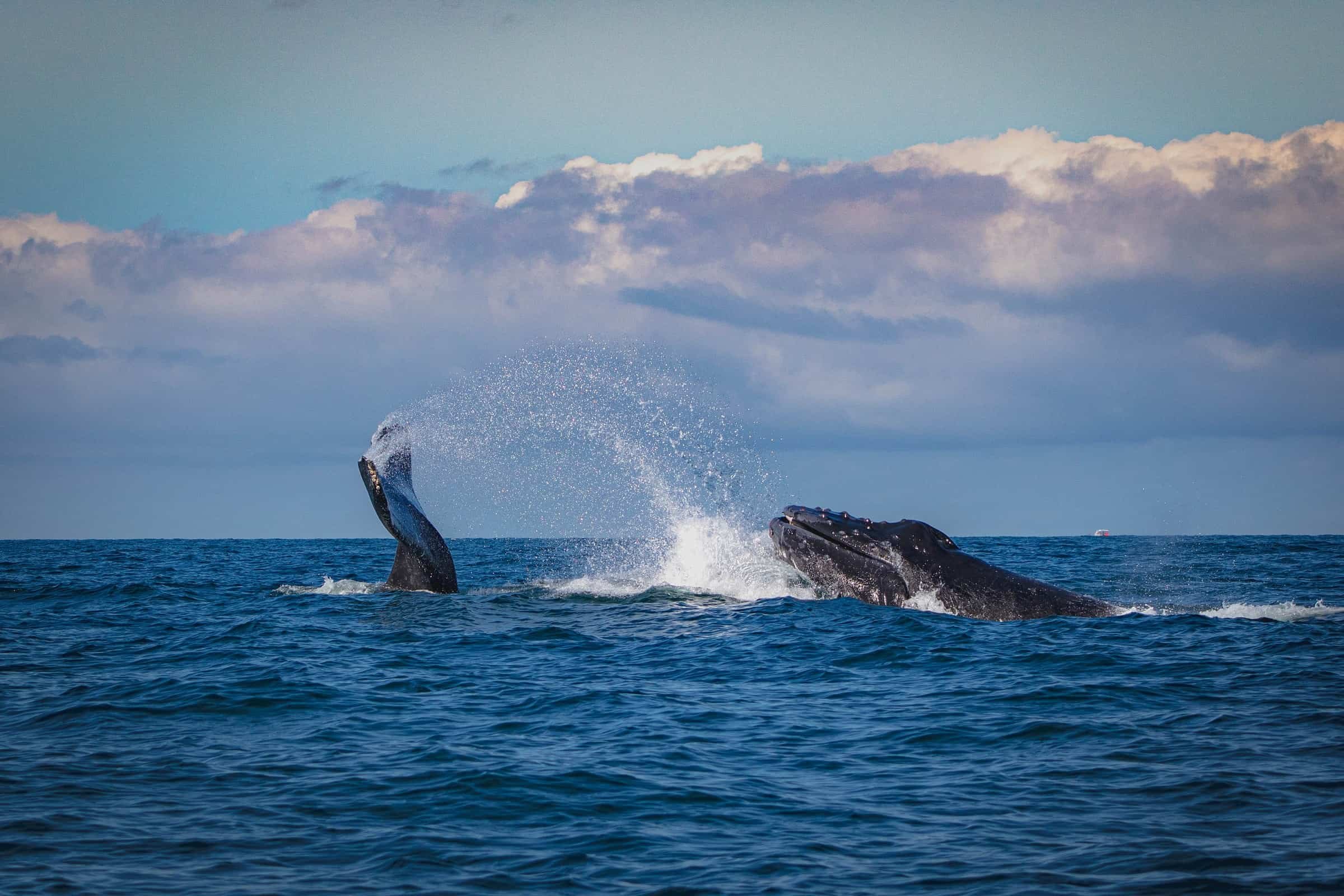 Two humpback whales above water