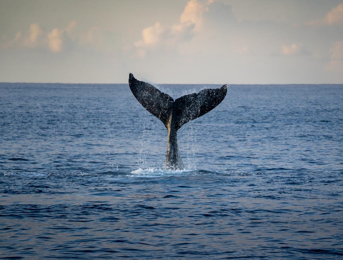 Whale fluke seen during a Maui whale watching tour in Hawaii