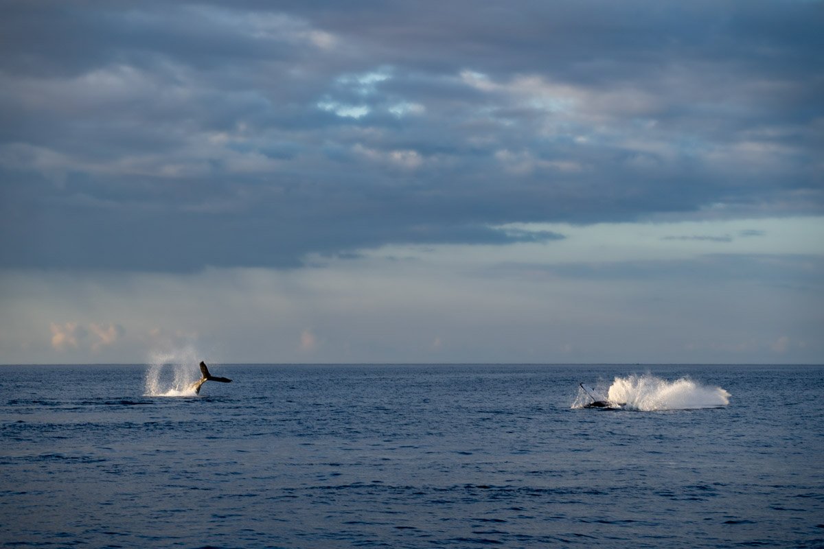 Humpback whales slapping their tail and breaching in Maui